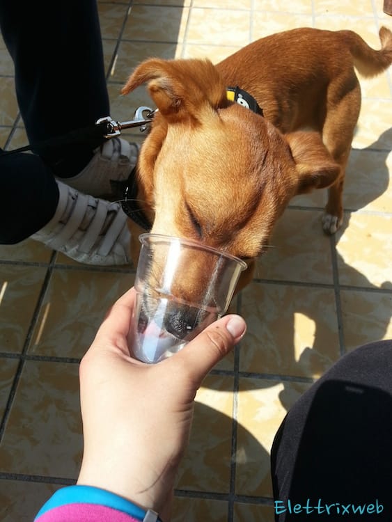 Viaggiare In Auto Con Il Cane