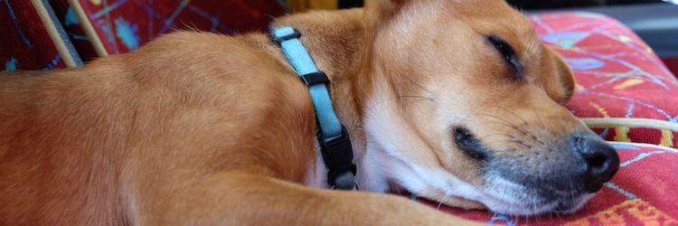 Viaggiare In Auto Con Un Cane